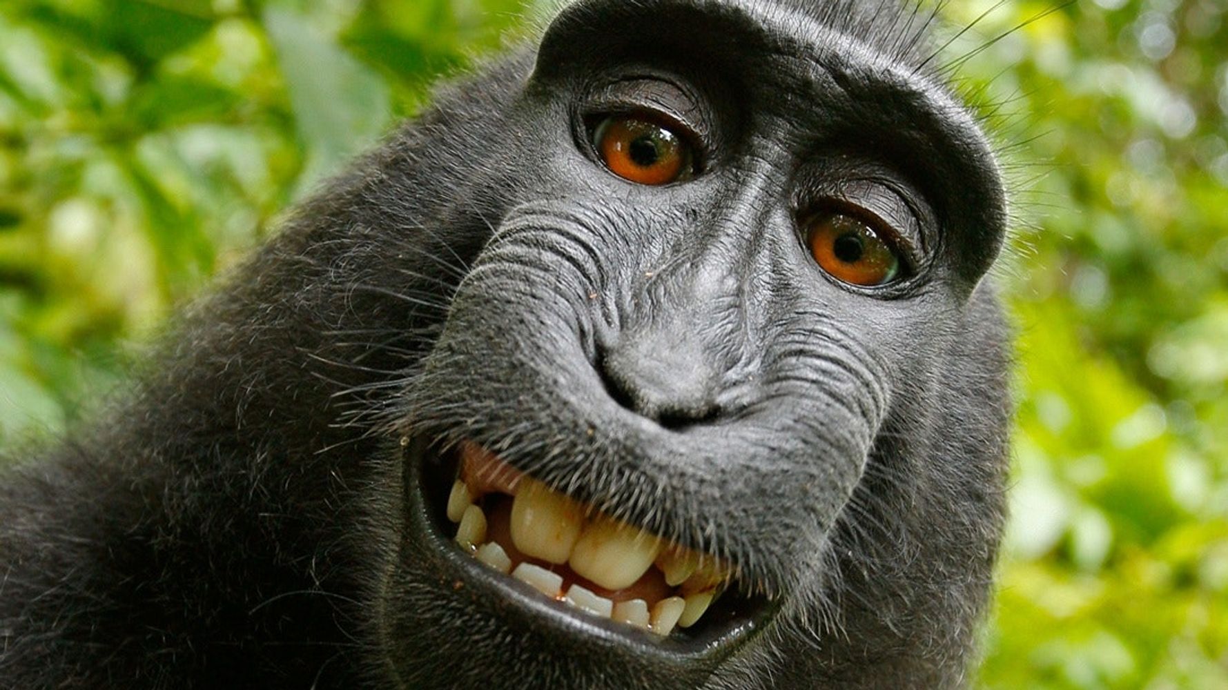 Cheeky Black Monkey Smiling