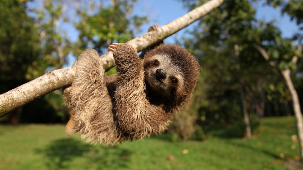 Dark Brown Fluffy Sloth Hanging From Tree Branch & Smiling On Green Grassy Background