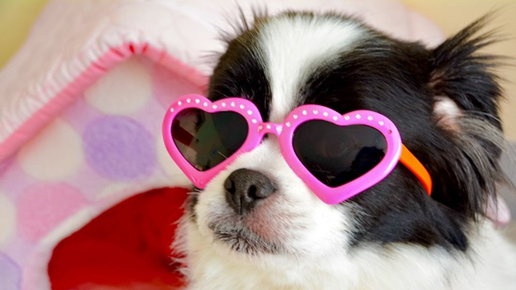 Superstar Black & White Dog Sits With Pink Sunglasses Over Eyes & Happy Smile
